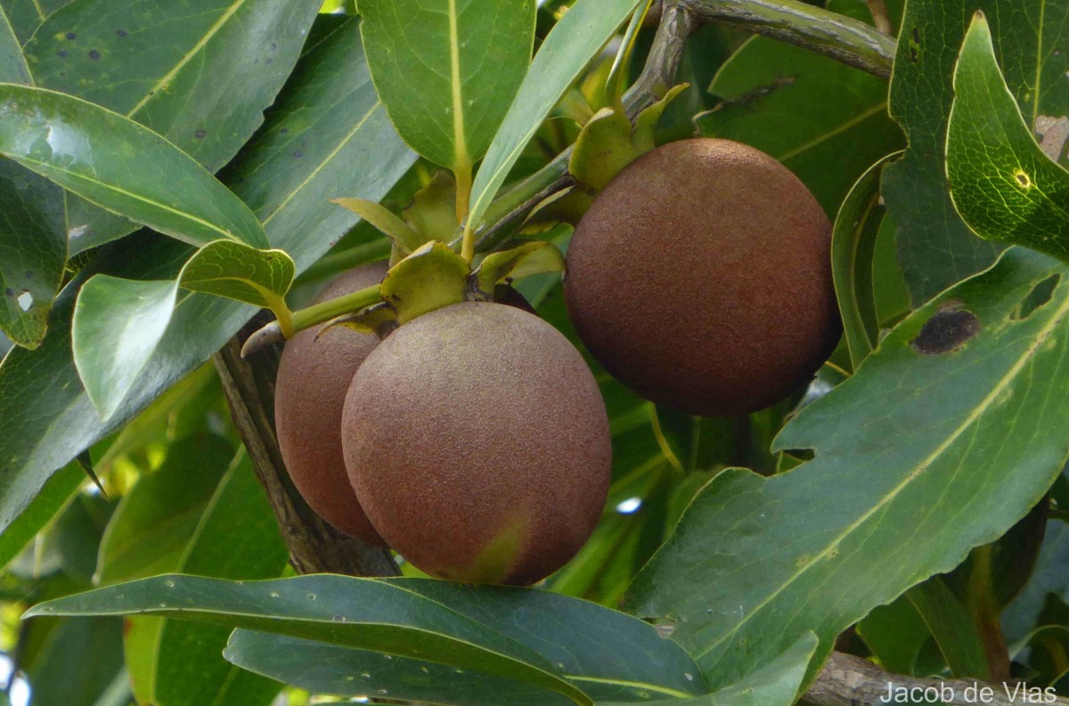 Diospyros malabarica (Desr.) Kostel.